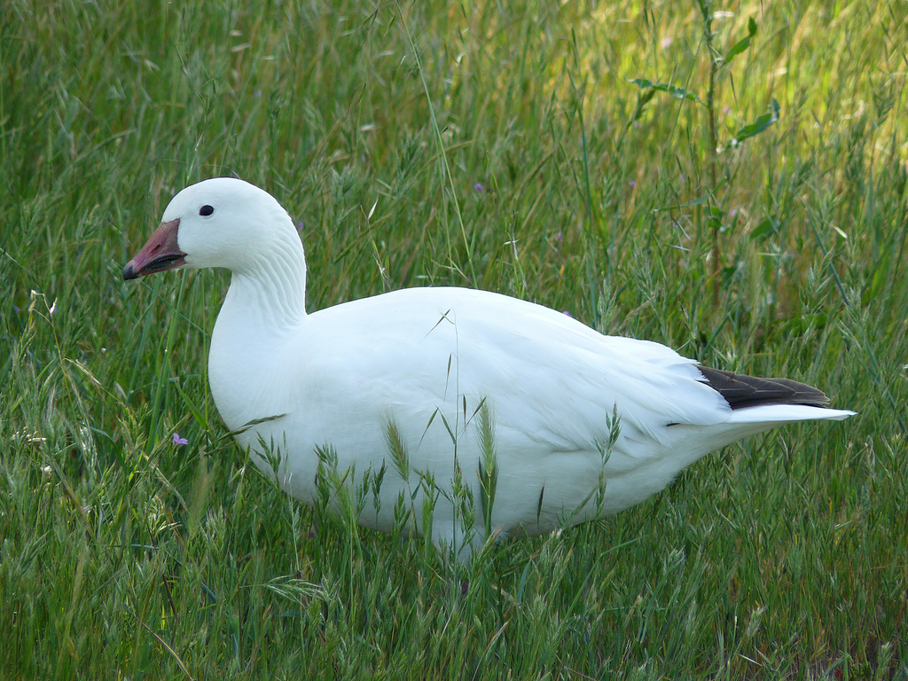 Définition Oie des neiges Oie blanche du Canada Chen caerulescens
